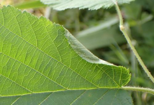 Réf. 336 437 : Phyllonorycter coryli